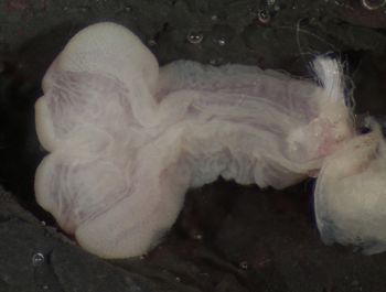 Media type: image;   Herpetology R-122388 Aspect: sulcateA